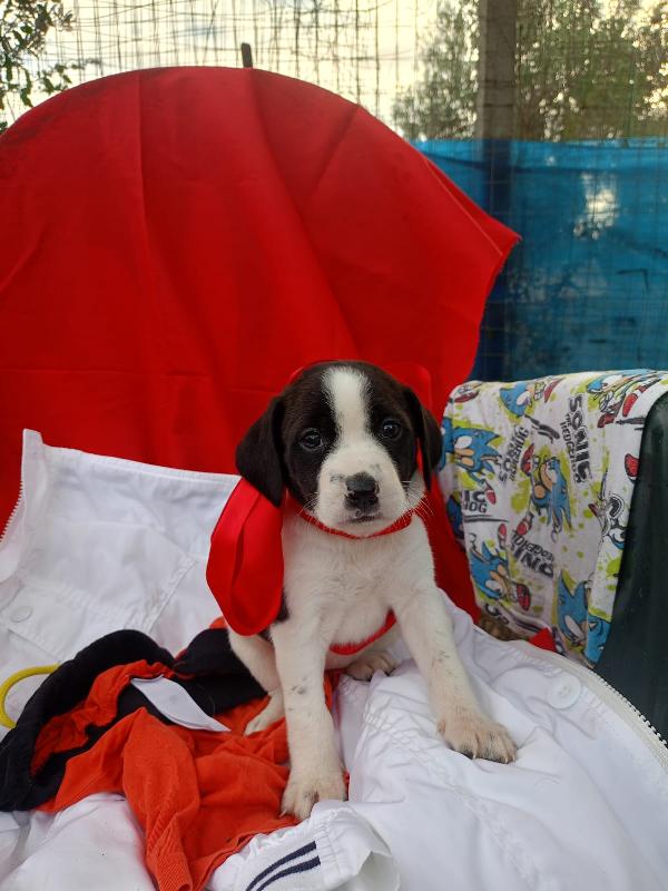  8 cuccioli in cerca d'amore “Regala un Sogno a Natale” 🎄 Foto 6